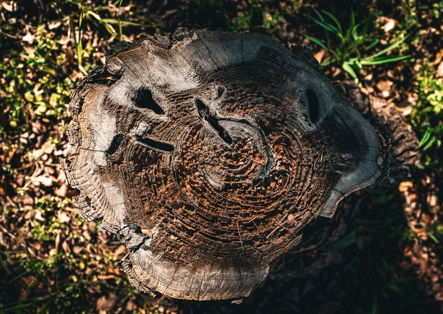 Detailed view of a weathered tree stump with rings, surrounded by grass and leaves