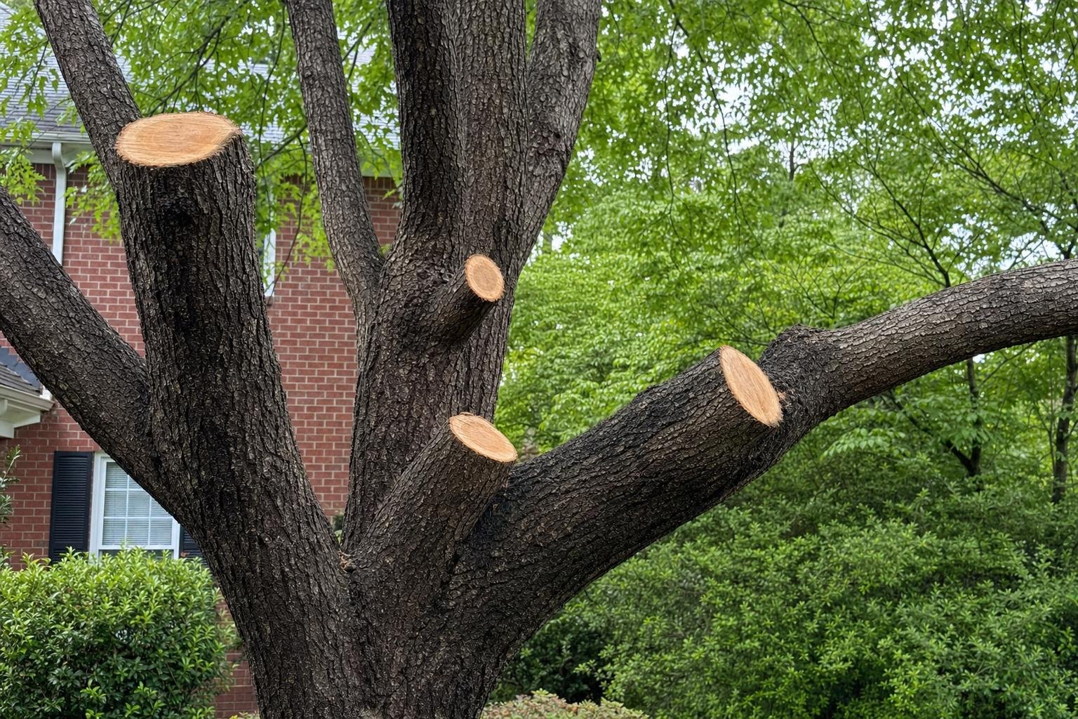 Photo of illustrative image of tree health inspection work