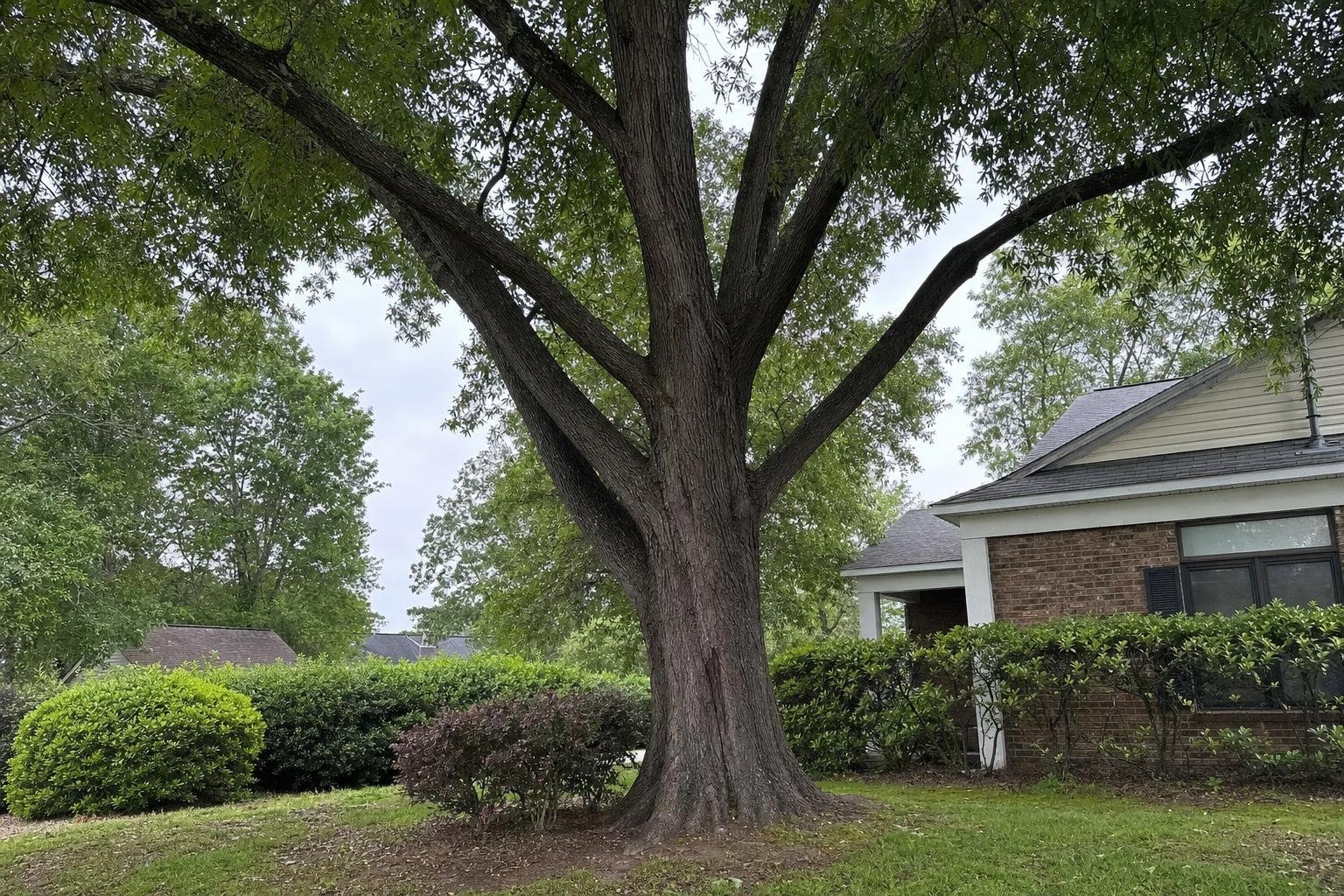 Tree Service Augusta Hiring Guide in Augusta-Richmond County