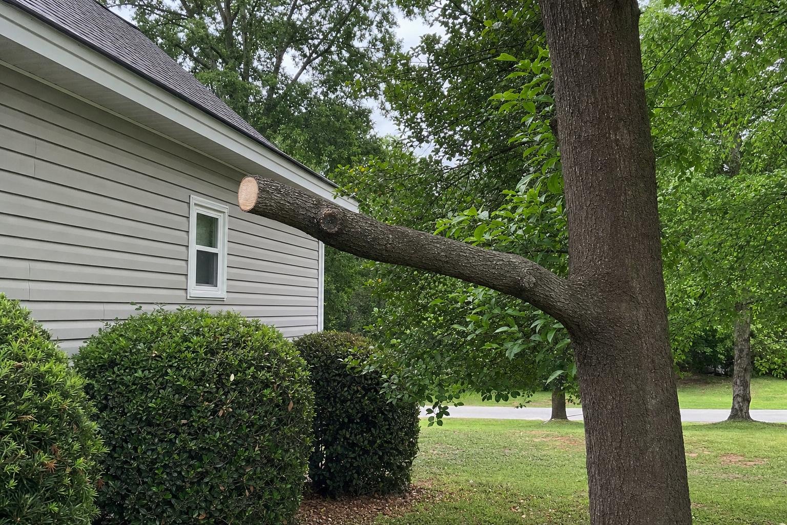 Illustrative image of tree service augusta warning signs work