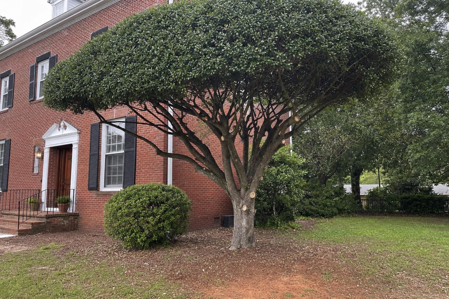 Tree Trimming in Augusta-Richmond County